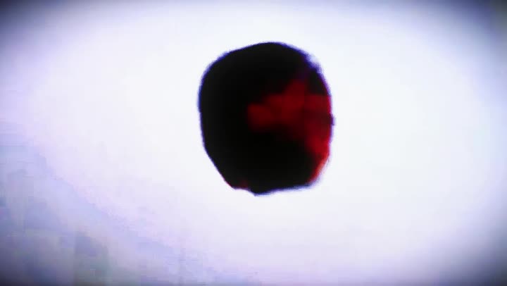 Falling petal in the opening sequence