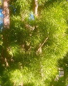 Sunlit foliage