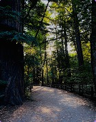Forest path