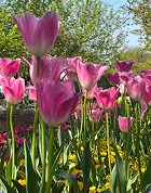 Pink tulips