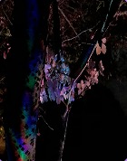 Dark foliage with colored light