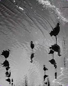 Black and white water reflections