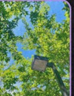 Green tree canopy